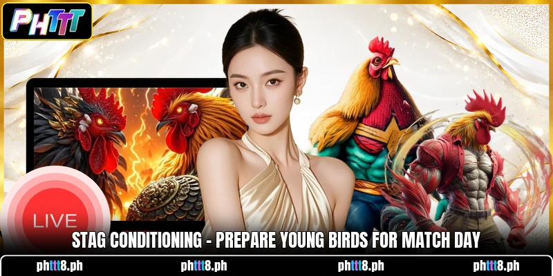 Stag Conditioning - Prepare Young Birds For Match Day